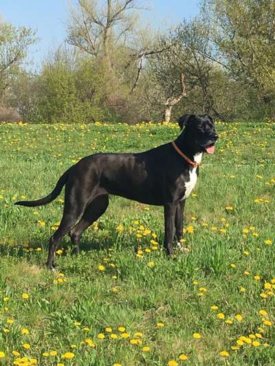 Fotochallange 63: "Dein blühendes Hündchen"-Beitrag-Bild