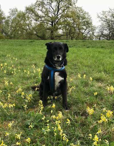 Auslandstierschutz-Beitrag-Bild