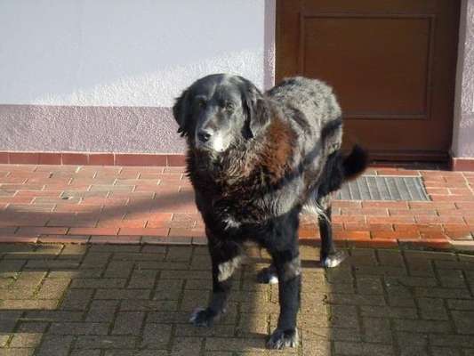 Mischlinge raten - Rätselspaß-Beitrag-Bild