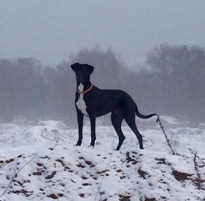 Fotochallenge 61 ~ Schnee-Beitrag-Bild