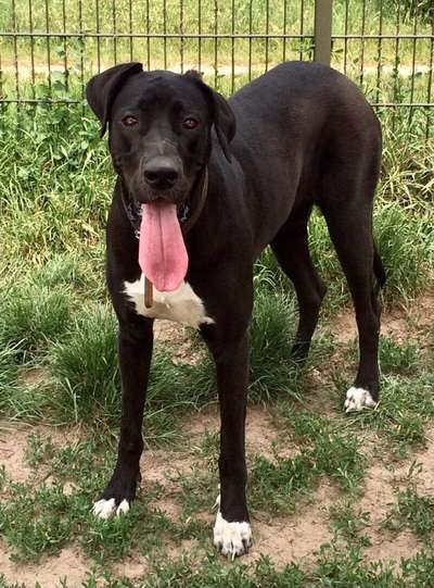 Tongue Out Tuesday-Beitrag-Bild