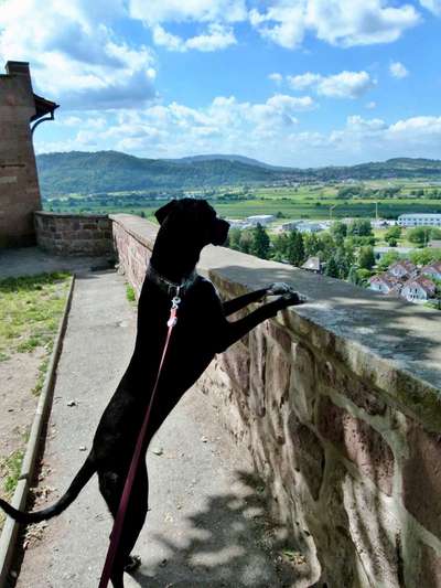 Dogorama Photo Challenge - Steine/Felsen-Beitrag-Bild