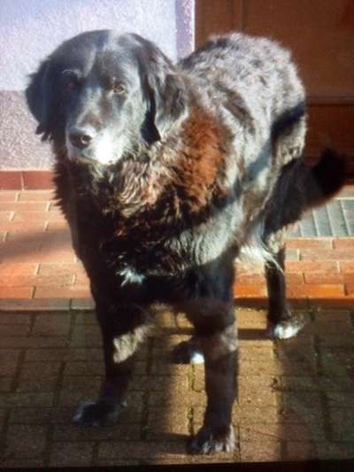 Fotochallenge Nr. 56 - geliebte Senioren-Beitrag-Bild