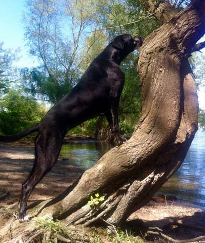 Zeigt her; eure "zu gross geratenen Schosshunde"-Beitrag-Bild
