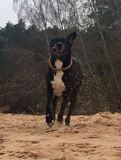 Zeigt eure verrücktesten Hundebilder-Beitrag-Bild