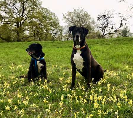 Dogorama Photo Challenge - die ersten Frühjahrsblumen-Beitrag-Bild