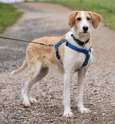 Podengo português (-Mischlinge) Gibt es noch mehr dieser schönen Rasse hier?-Beitrag-Bild