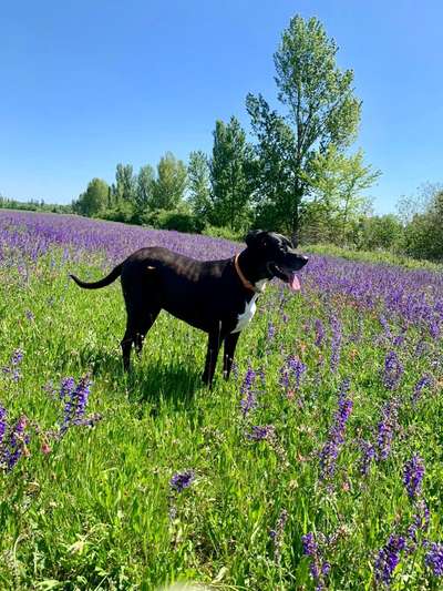 Dogorama Photo Challenge - Der Frühling kommt-Beitrag-Bild