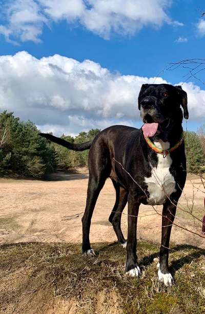 Dogorama Photo Challenge - schönster Gassiausblick-Beitrag-Bild