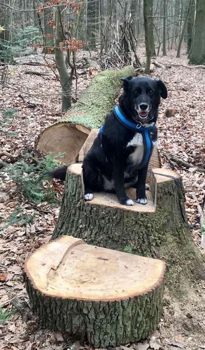 euer ältester Hund ?-Beitrag-Bild