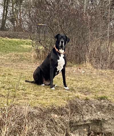 Zeigt eure wunderschönen Doggenmischlinge!!-Beitrag-Bild