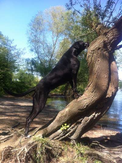 Dogorama Photo Challenge- Wurzeln-Beitrag-Bild