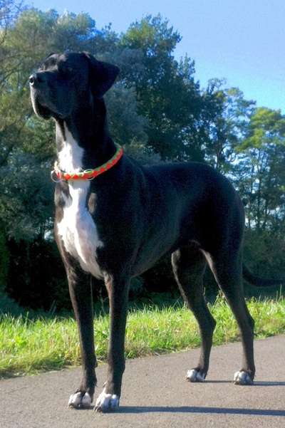 Fotochallenge Nr.89 - Charakter und Wesen-Beitrag-Bild