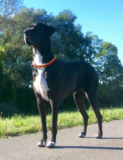 Deutsche Doggen Besitzer zeigt euch-Beitrag-Bild