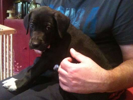 Das erste Bild eures Hundes-Beitrag-Bild