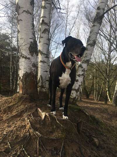 Wald Bild-Beitrag-Bild