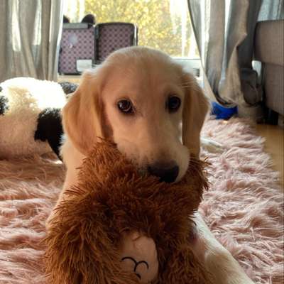 Hundetreffen-Spielfreunde für junghund (7 Monate) gesucht :)-Profilbild