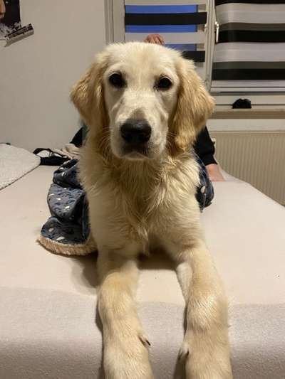 Wo sind die Golden Retriever Liebhaber?-Beitrag-Bild