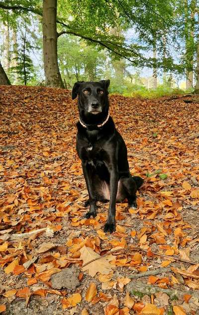 Auslandstierschutz-Beitrag-Bild