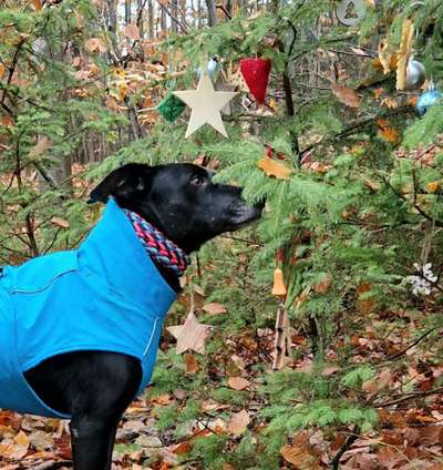 Auslandstierschutz-Beitrag-Bild