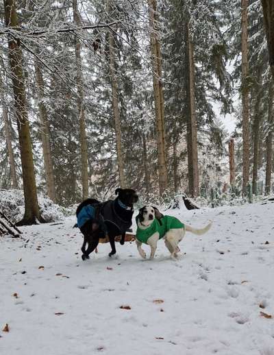 Black dogs are beautiful-Beitrag-Bild