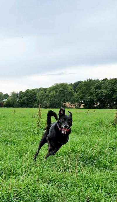 Black dogs are beautiful-Beitrag-Bild