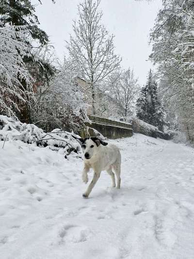 Lieblingsrasse und was man hat.-Beitrag-Bild