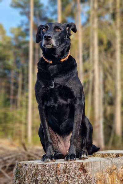 Lieblingsrasse und was man hat.-Beitrag-Bild