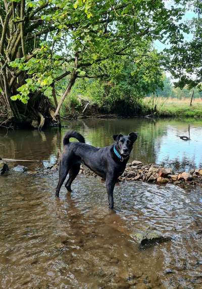 Black dogs are beautiful-Beitrag-Bild