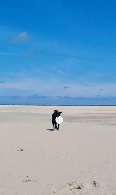 Black dogs are beautiful-Beitrag-Bild