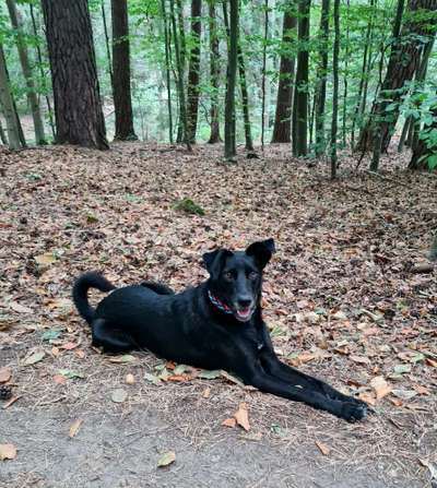 TierschutzhundeStammtisch🐕-Beitrag-Bild