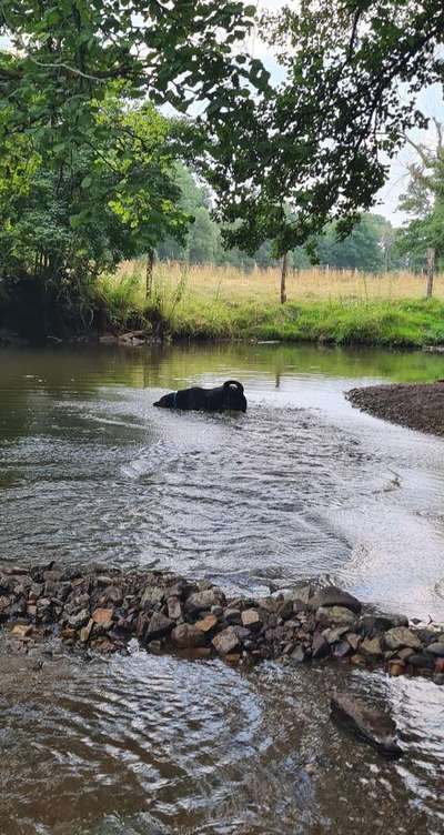 Fotochallenge NR. 123     -Karneval der Tiere--Beitrag-Bild