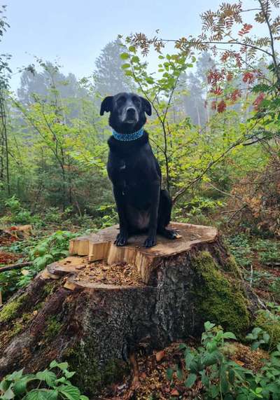 Mischlingshunde Foto Aufruf-Beitrag-Bild