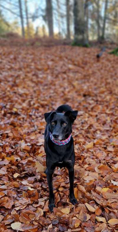 Auslandstierschutz-Beitrag-Bild