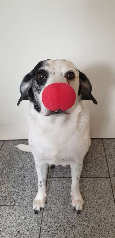 33. Handy Foto Challenge - Verkleidung deines Hundes-Beitrag-Bild