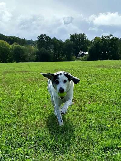 Mischlingshunde Foto Aufruf-Beitrag-Bild