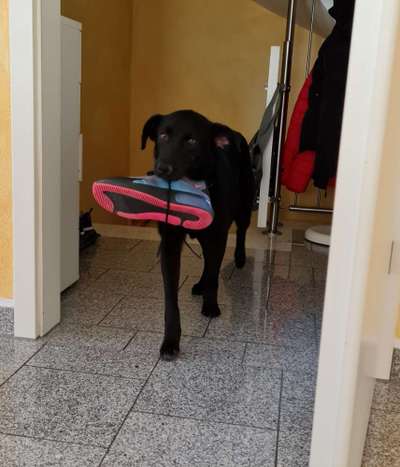 20. Collagen Challenge - "Lustige Schnappschüsse"-Beitrag-Bild