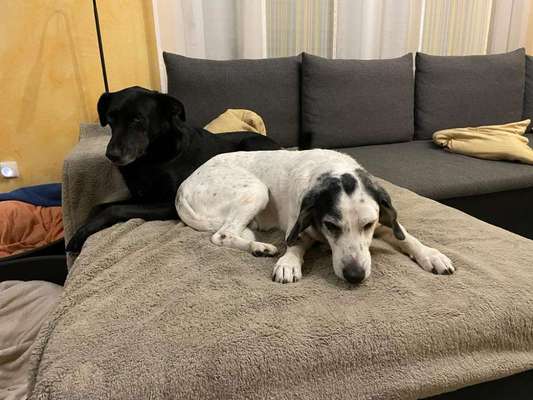 Black dogs are beautiful-Beitrag-Bild