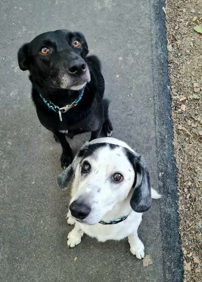 Braune Tränenspuren unter den Augen-Beitrag-Bild