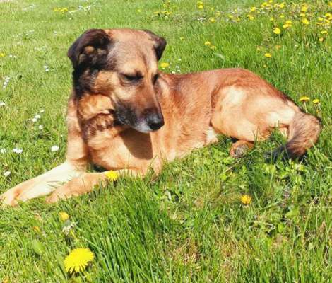 Schäferhund-Beitrag-Bild