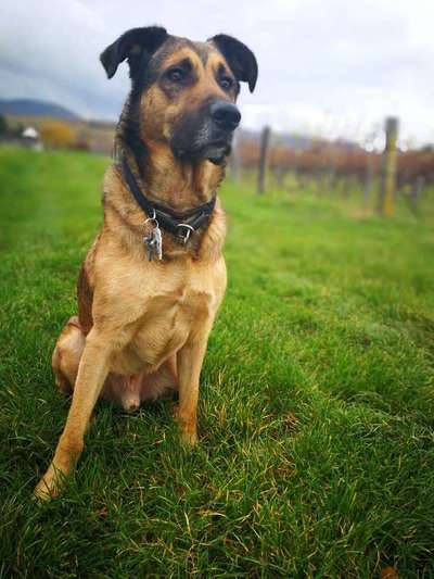 Schäferhund-Beitrag-Bild