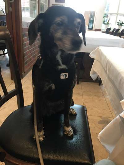 Podencomischling oder Podenco-Beitrag-Bild