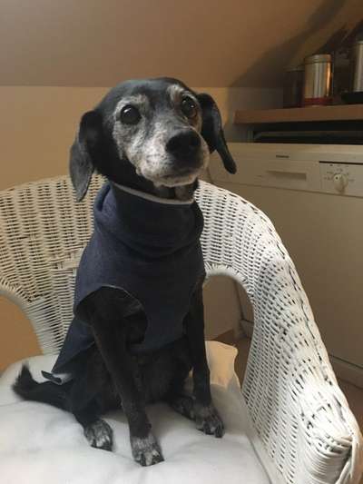 Podencomischling oder Podenco-Beitrag-Bild