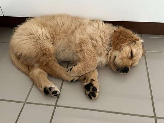 Wo sind die Golden Retriever Liebhaber?-Beitrag-Bild