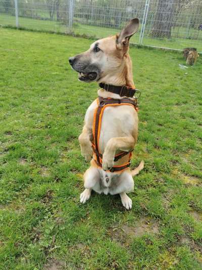 Tierschutzhunde suchen ein Zuhause-Beitrag-Bild