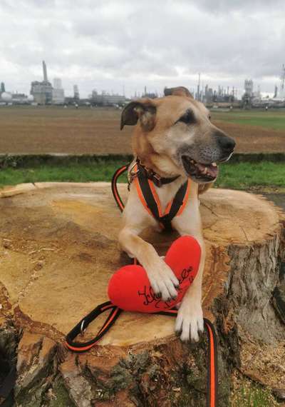 Tierschutzhunde suchen ein Zuhause-Beitrag-Bild