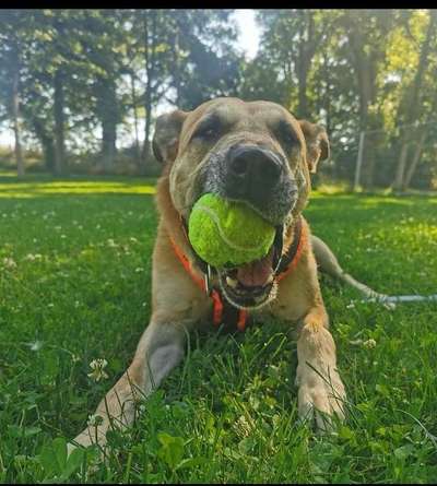 Tierschutzhunde suchen ein Zuhause-Beitrag-Bild