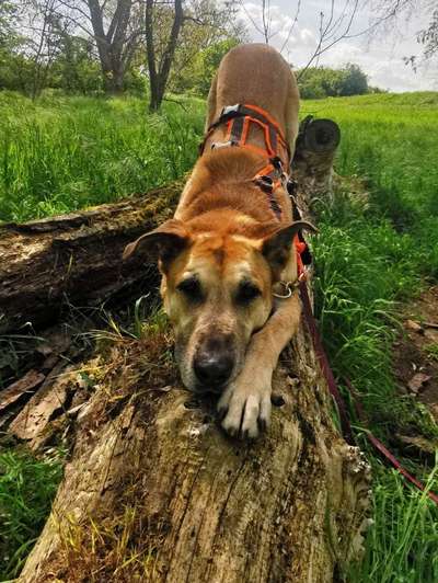Tierschutzhunde suchen ein Zuhause-Beitrag-Bild