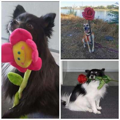 TierschutzhundeStammtisch🐕-Beitrag-Bild