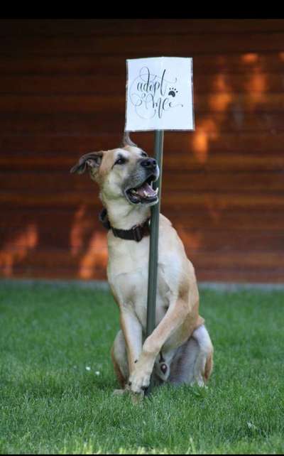 Tierschutzhunde suchen ein Zuhause-Beitrag-Bild